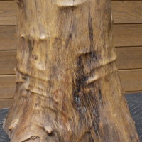 Tronc bois exotique - Exotic wood trunk